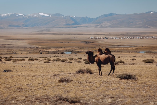 A lone camel walks through a grassy natural valley and grazes among a picturesque rocky mountain range