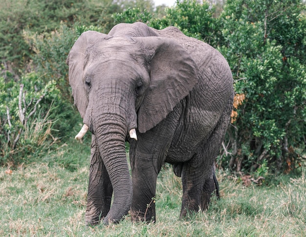 Photo a lone elephant with tusks damagaed