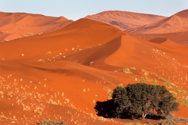 A lone Gemsbok Namib Desert Namibia