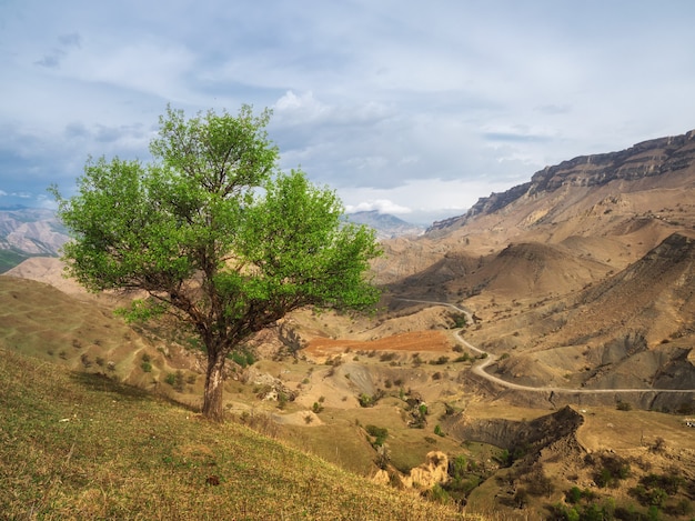 A lone green tree on a mountainside. Mountain road serpentine going into the distance.