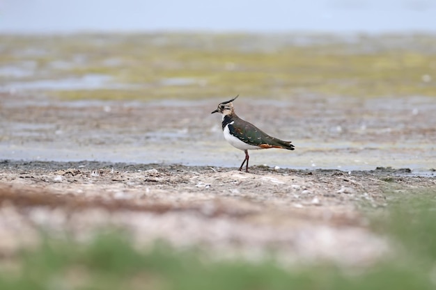 Lone lapwing