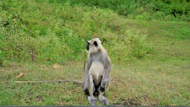 Photo lone male gray langurs also called hanuman monkeys or semnopithecus sitting in roadside in forest