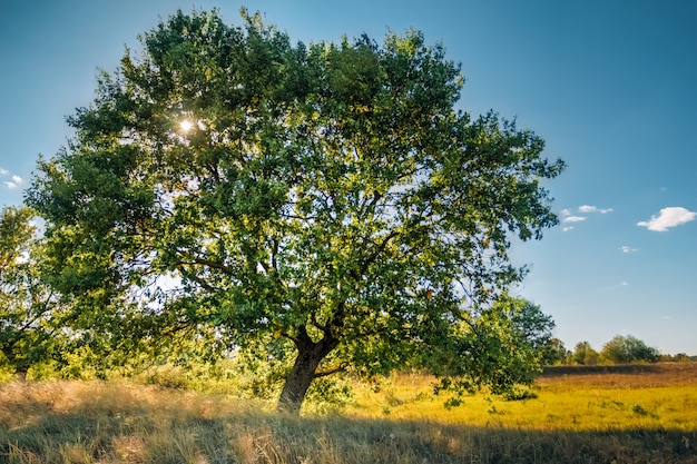 Lone oak tree in a field in bright day