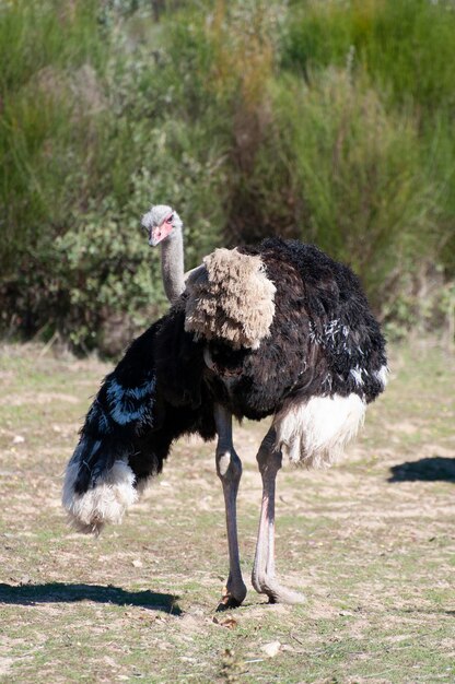 Lone ostrich, majestic against a vast African landscape. Long neck, searching eyes, a wild tale of the untamed savannah