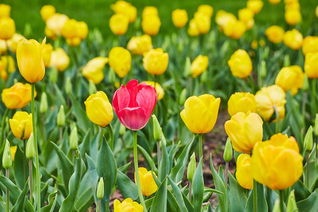 Lone red tulip in field of yellow spring tulips