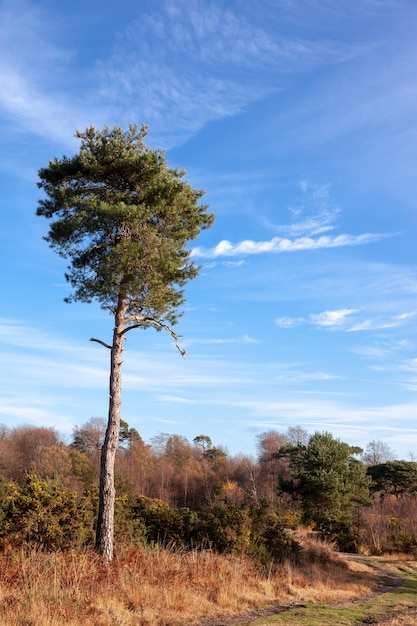 Lone Scott's Pine tree in the Ashdown Forest