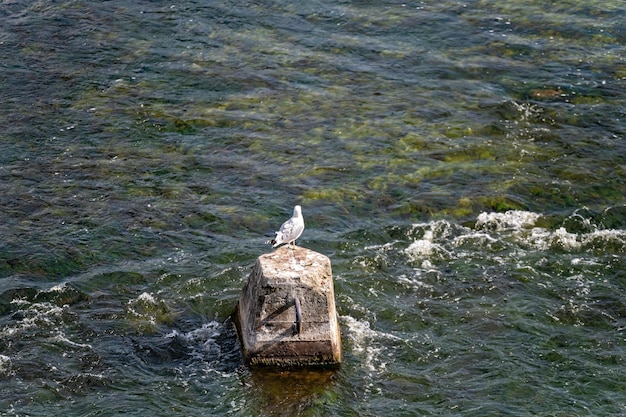 A lone seagull on a concrete block in the middle of the river copy space