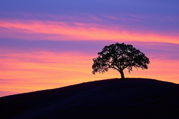 Lone Tree On A Hill Silhouetted Against The Sunset