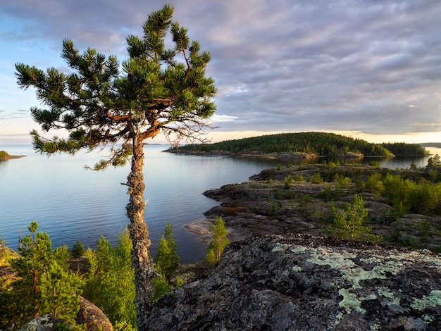 A lone tree on the top of the mountain in the rays of the setting sun. Lake Ladoga. Republic of Karelia, Russia