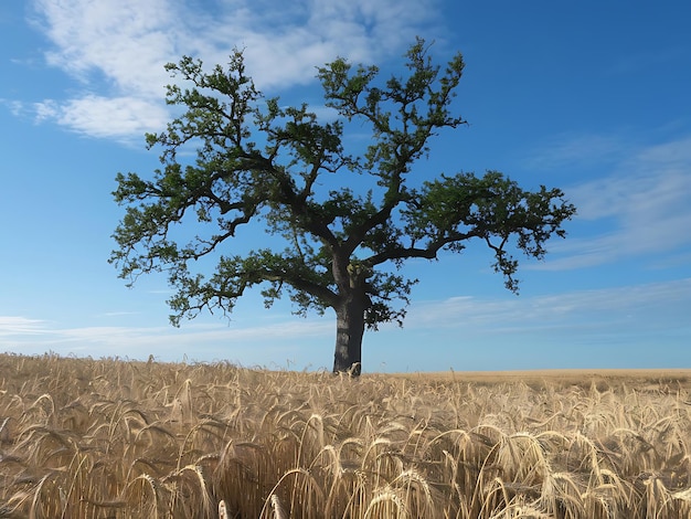 Lone tree Tree Oak image Free for use