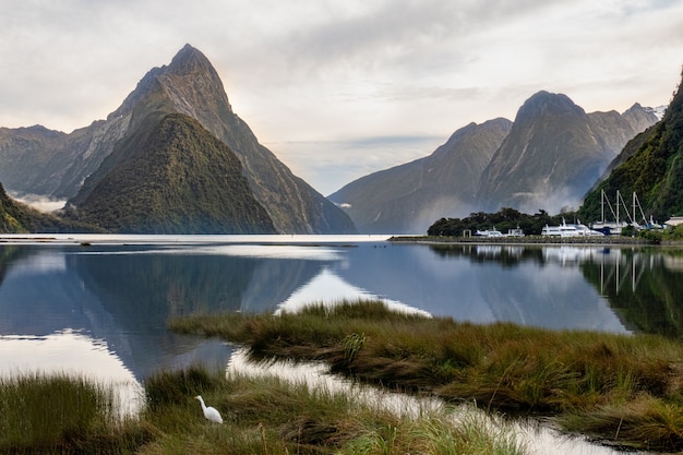 A lone white Heron nesting on the shores of Milford Sound