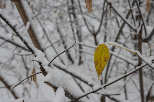 A lone yellow leaf on a branch in the snow The arrival of winter in the forest