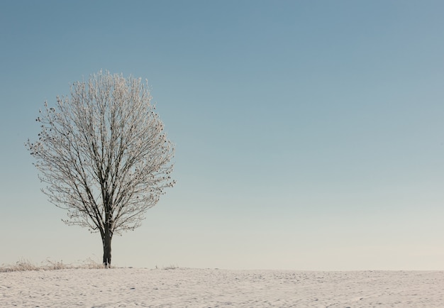 Lonely aspen tree in a snow near field