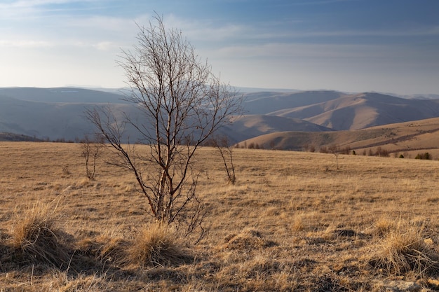 Lonely bare birch tree and deep shadows from the low sun on the distant hills Caucasus Russia