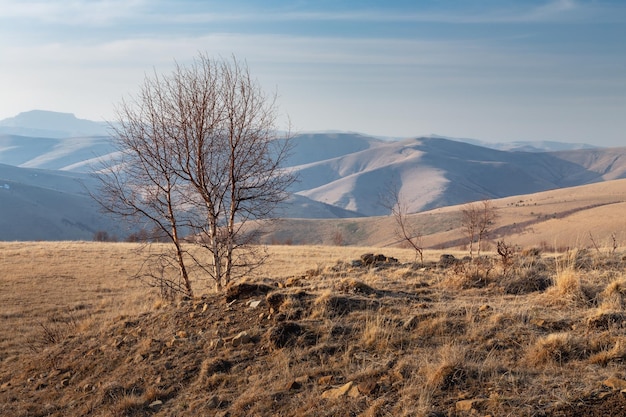 Lonely bare birch tree and deep shadows from the low sun on the distant hills Caucasus Russia