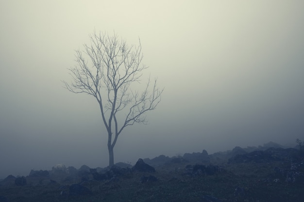 Lonely bare tree and white cow in milky fog on rocky slopes at Aquismon, Huasteca Potosina, Mexico