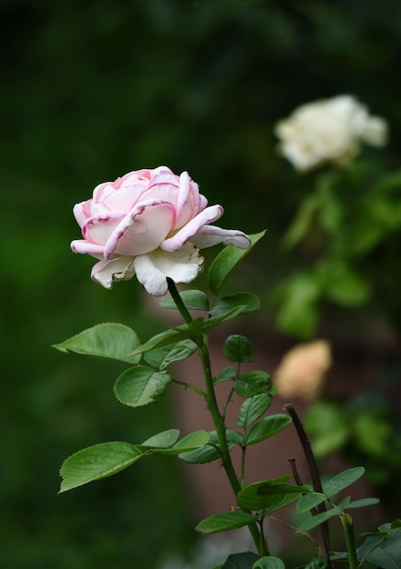 Lonely beautiful light pink rose in the garden.