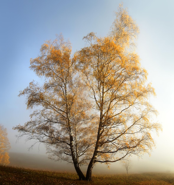 Lonely birch in autumn yellow tree in the morning mist