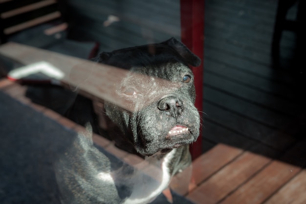 A lonely black dog is looking out of window like waiting for his owner 