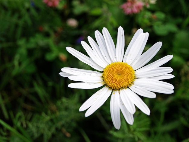 Lonely chamomile flower pharmacy near