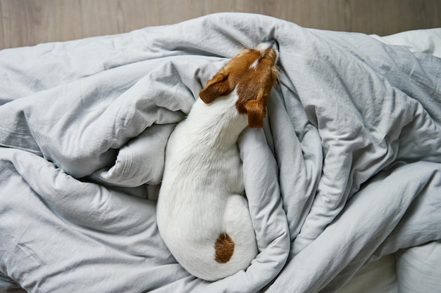 Lonely cute dog resting in bedroom top view bored lonely pet sleeping in the bed close up