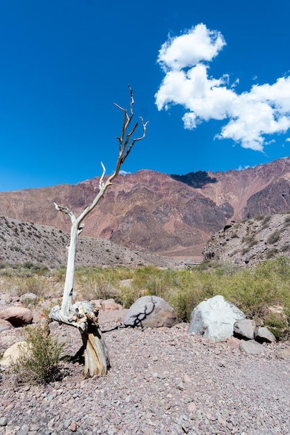 Lonely dead tree white in an arid and mountainous landscape of Mendoza Argentina in a sunny and hot day