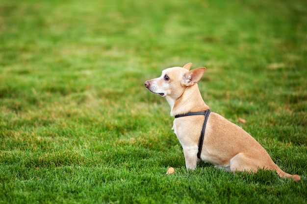 Lonely dog sitting in public park waiting for his owners to come back.