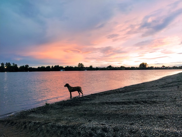 A lonely dog stands in the water and looks at the course of the river the dog heard a fish in the