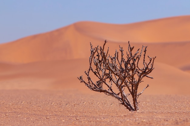 Lonely dry bush on a background of golden sands in the Namib desert