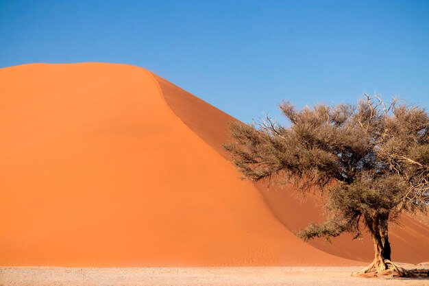 Lonely dry tree stands in the middle of the Namib Desert next to a sand dune of Sossusvlei