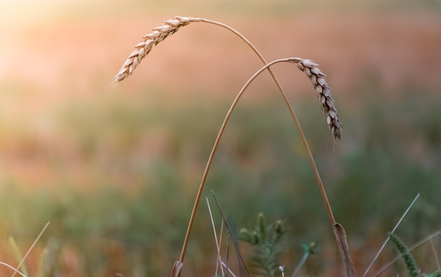 Lonely ears of wheat on a blurred background. Rural landscape