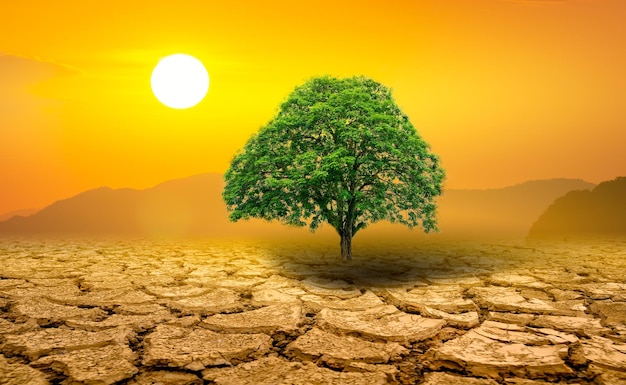 Lonely green tree in the midst of drought