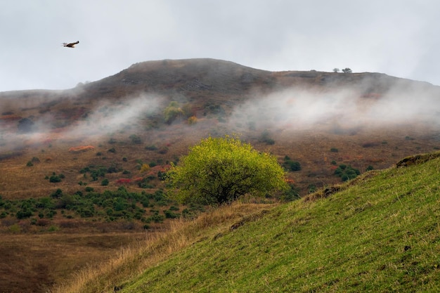 Lonely green tree on a steep mountain slope Minimalist scene with tree on green valley background Beautiful mountain landscape in late autumn