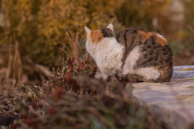 Lonely homeless cat Street cat in the sunny day