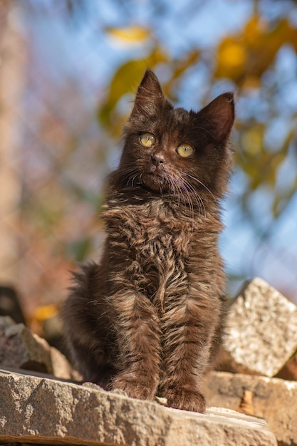 Lonely homeless kitten Street cat in the sunny day