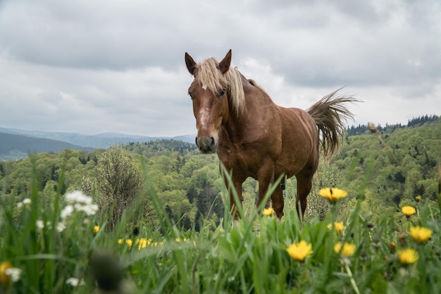 Lonely horse in a carpathian mountains on a pasture under a cloudy sky in Ukraine