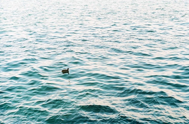 A lonely little duck swims on the sea