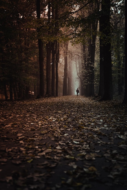 A lonely man walks along a foggy alley in an autumn park