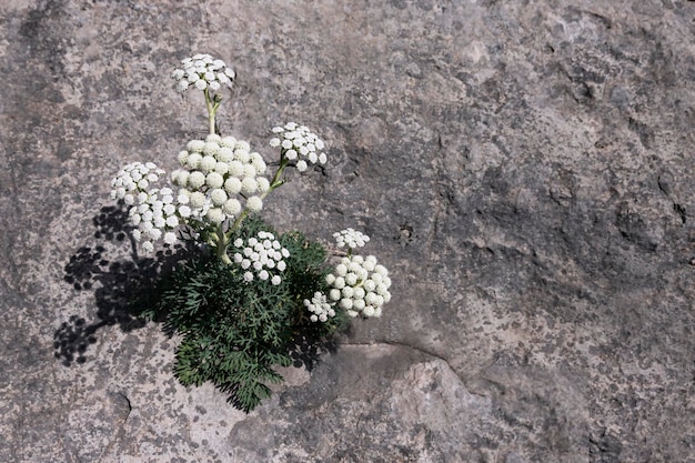 A lonely mountain flower with white buds growing on a gray stone sheer wall from a crevice Background