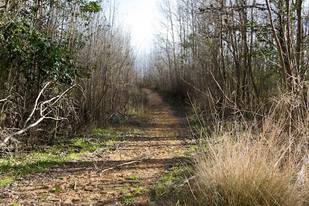 Lonely path in the mountain of the mountain