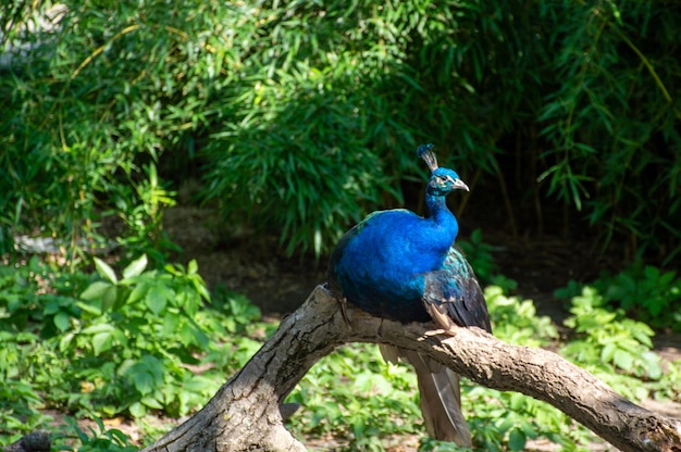 Lonely peacock sits on a branch