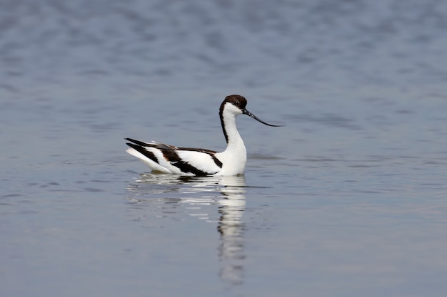 Lonely pied avocet (Recurvirostra avosetta) swims in shallow water in search of food