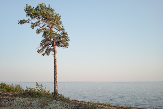 A lonely pine tree in the northern region. Nordic landscape