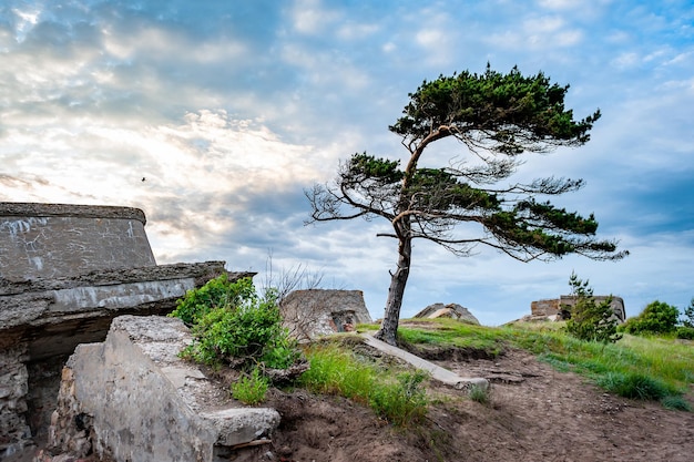 Lonely pine tree on the rocky beach by the Baltic Sea Ruins of bunkers Sunset landscape