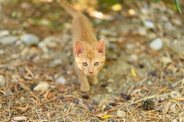 lonely poor homeless ginger kitten on autumn leaves