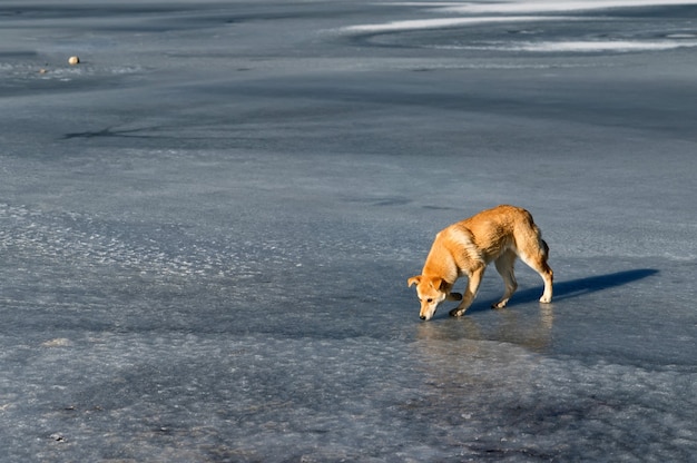 Lonely red dog on frozen ice river at winter