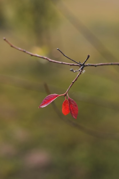 Lonely red leaf hanging on the tree branch Autumn mood Fall season postcard wallpaper