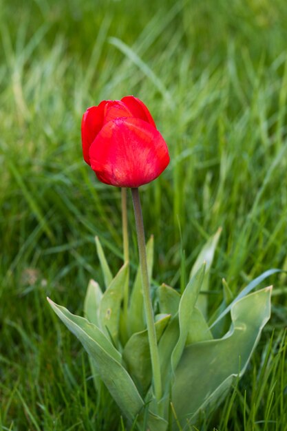 Lonely red tulip among green grass.