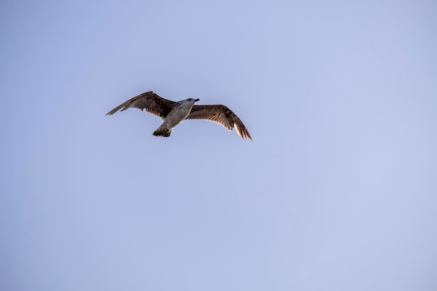 A lonely seagull flies over the blue sky Seagull hunting fish over the sea