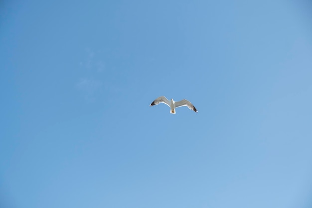 A lonely seagull flies over the blue sky Seagull hunting fish over the sea